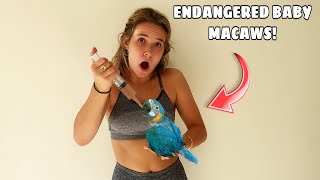 HAND FEEDING CRITICALLY ENDANGERED MACAWS [upl. by Joellen]