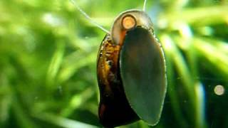 Neritina sp    Neritidae  Escargot deau douce  Aquarium de la Porte Dorée [upl. by Gorden]