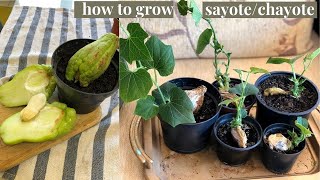 HOW TO GROW CHAYOTE SAYOTE FROM FRUIT  HOW TO GERMINATE CHAYOTE [upl. by Ielirol118]