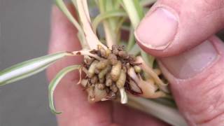 Propagating Spider Plants [upl. by Esma713]