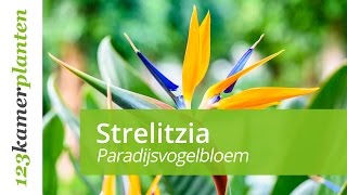 Strelitzia onderhoud [upl. by Ahsiret165]