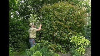 COMMENT TAILLER HARMONIEUSEMENT UN PHOTINIA [upl. by Astrahan157]