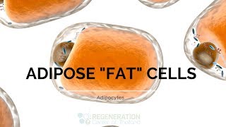 Types of Adipose Tissue Adipocytes and Fat Stem Cells [upl. by Lewellen]