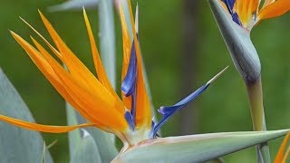 Paradiesvogelblume Strelitzia reginae  Strelitzien [upl. by Worth100]