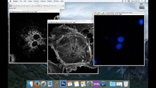 Tute1 Basic Image Processing with ImageJ [upl. by Daegal]