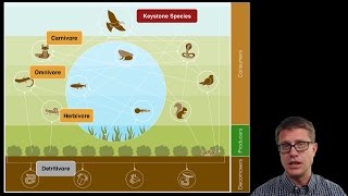 Ecosystem Ecology [upl. by Ruenhcs]