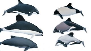 All Porpoises Species  Species List [upl. by Darcie34]