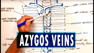 ANATOMY  Azygos Venous System [upl. by Rosalyn]