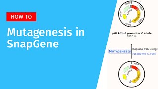 Primer Directed Mutagenesis in SnapGene [upl. by Ominorej]