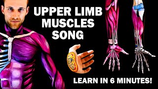 UPPER LIMB MUSCLES SONG Learn in 6 Minutes [upl. by Knute]