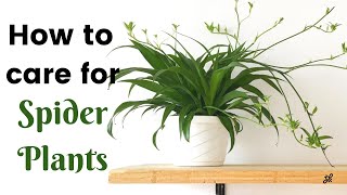 Spider Plant Care Guide [upl. by Onez]