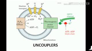 uncouplers of oxidative phosphorylation [upl. by Ymij]