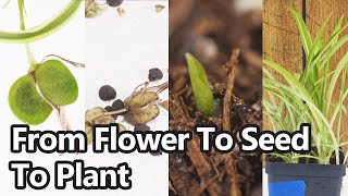 How To Grow Spider Plants From Seed [upl. by Enimsaj223]