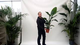 Produktvideo Strelitzia nicolai 130cm als Zimmerpflanze [upl. by Schapira]