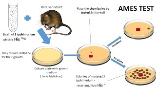 NEOPLASIA 7 CHEMICAL CARCINOGENESIS amp Ames test [upl. by Aneeuq]