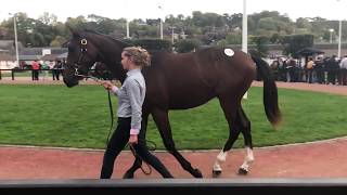 Arqana October Yearling Sale  Day 1 Review [upl. by Aneled968]