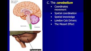 Neuroscience Subcortical Structures [upl. by Ocihc]