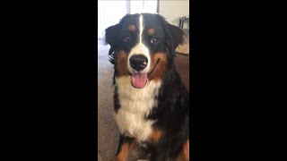 Bernese Mountain Dog Puppy In Training  ONE TAKE  Old video [upl. by Winograd496]