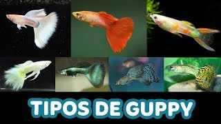 Variedades de GUPPYS Lebiste [upl. by Nama620]