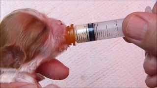 Using a Syringe to Feed a Newborn Puppy [upl. by Suiratnod]