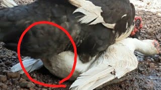 Muscovy Duck In Heat Hard Mating 2021 [upl. by Ameehsat]