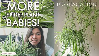 Spider Plant Care and Propagation l More Babies [upl. by Hatty]