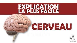 lexplication la plus facile  le Cerveau [upl. by Nali]