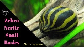 Nerite Snails  The Basics [upl. by Brosine48]