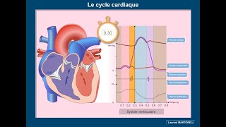 Les étapes du cycle cardiaque [upl. by Rhee104]