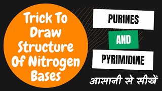 Trick To Draw Structure Of Nitrogen Bases‌  Purine And Pyrimidine [upl. by Lomax224]