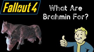 What Are Brahmin For  Fallout 4 [upl. by Brig618]