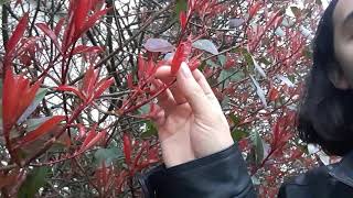 Red Tip Photinia  Photinia × fraseri basics Part 1 [upl. by Yetti]