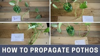 How to propagate pothos [upl. by Ahselak]