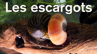 🐌 Les escargots daquarium 🐌 🌱Floraquatic🌿 [upl. by Allissa]