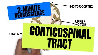 2Minute Neuroscience Corticospinal Tract [upl. by Peatroy]