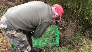 URGENCE  Piéger le blaireau  Chasseur Piégeur en action [upl. by Anialam]