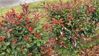 Red Tip Photinia Leaf Spot Treatment Rejuvenation Part 1 [upl. by Aggappora217]