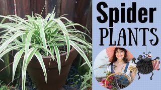 How to Propagate Spider Plants [upl. by Nnorahs]