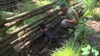 Jagdhundeausbildung im Schwarzwildgatter [upl. by Dietz]