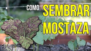 COMO SEMBRAR MOSTAZA [upl. by Sayre]