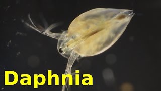 Daphnia [upl. by Enyawad]