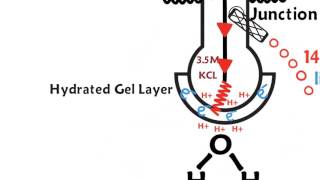 How a pH meter works [upl. by Reld]