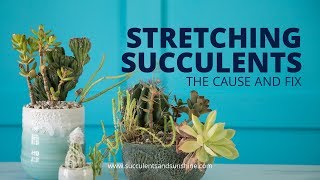 Stretched Out Succulents The cause and fix [upl. by Mosley408]