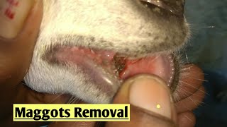 Maggots in wound wound care  maggot remove  Maggots in Goat removal  Maggot wound treatment [upl. by Gilford400]