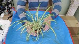 Growing Spider Plants [upl. by Petite]