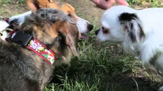 RSPCA Video  The Dog Rescuers series 2 episode 4 [upl. by Notxam]