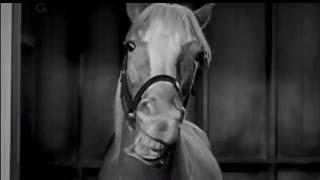 Mister Ed Season 1 Intro [upl. by Risley]