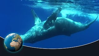 The fascinating world of the humpback whales [upl. by Sidonie403]