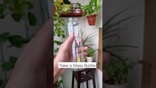 How to Propagate Spider Plant in Water  Chlorophytum Propagation  Spider Plant Babies  Shorts [upl. by Centeno]