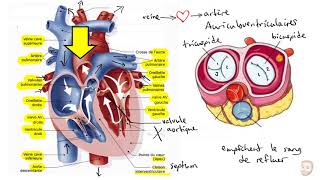 Le système cardiovasculaire [upl. by Tompkins]